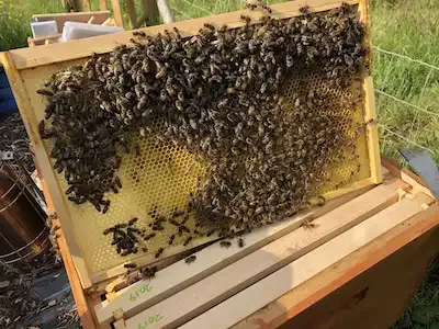 Fresh honeycomb in a beehive, the source of natural beeswax